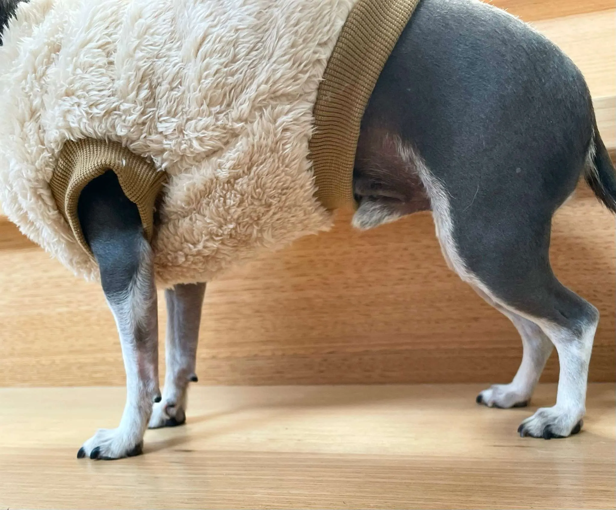 Fluffy Dog Sweater, soft, warm and comfortable